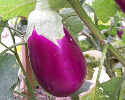 Rosita Eggplant * Amazing Teardrop Pink Heirloom Eggplant * 5 Rare Seeds