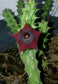 Huernia Macrocarpa *見事な赤い多肉植物*非常にまれな* 3つの種子*