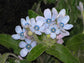 Tweedia Caerulea *サザンスター*青いトウワタ*見事な青い空の花* 5つの種*
