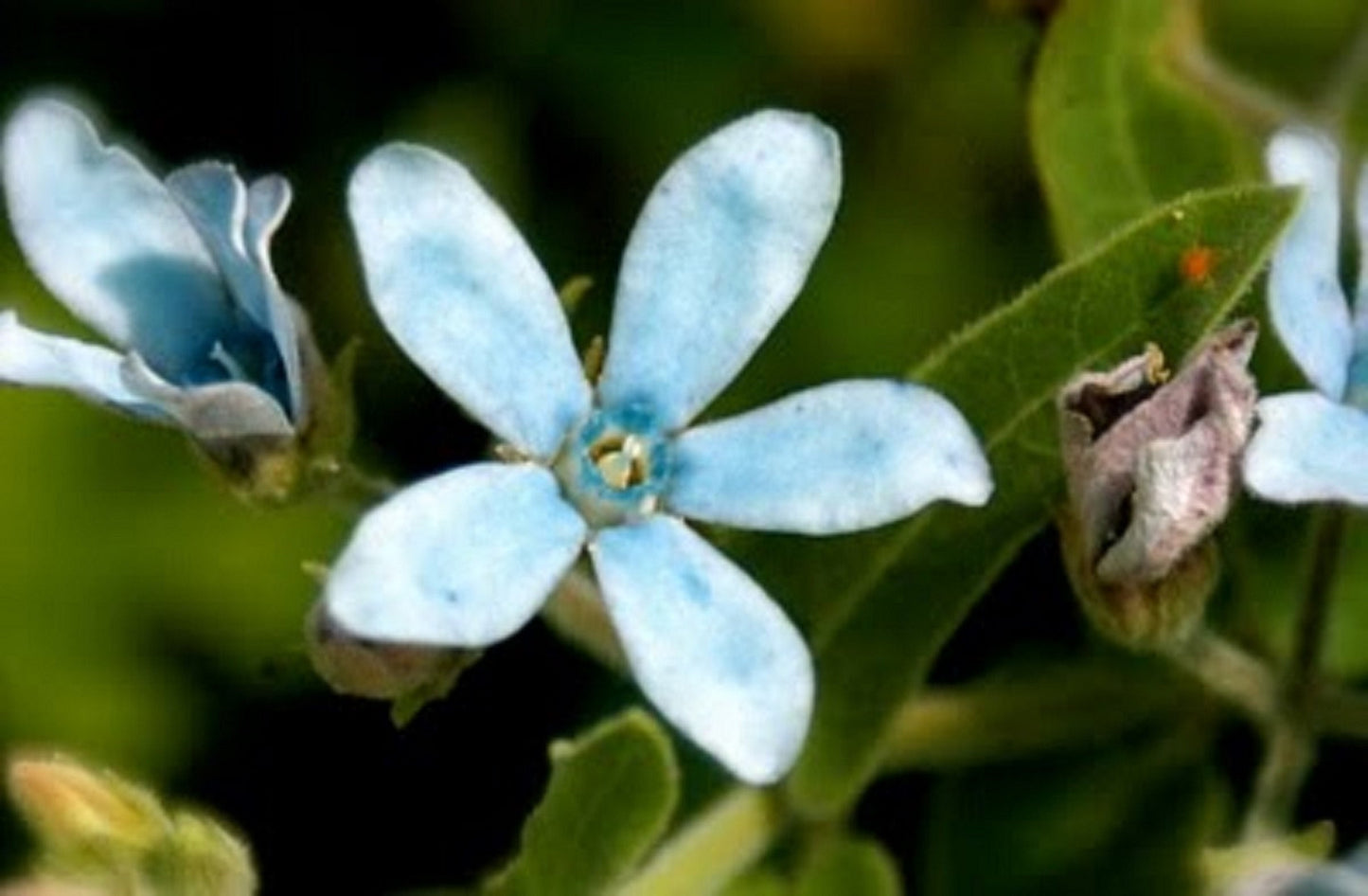 Tweedia Caerulea * Southern Star * Blue Milkweed * Stunning Blue Sky Flowers * 5 Seeds *