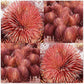 Agave Stricta Rubra * Red Hedgehog Agave * Perennial Spiny Succulent * 10 Seeds *