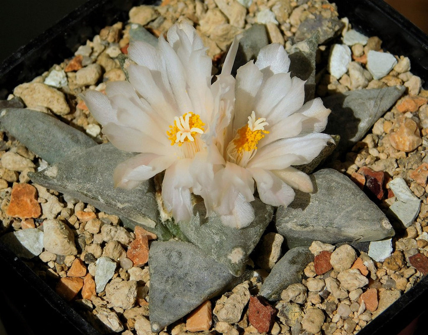 Ariocarpus Retusus * False Peyote * Star Rock Cactus * Rare * 5 Seeds *