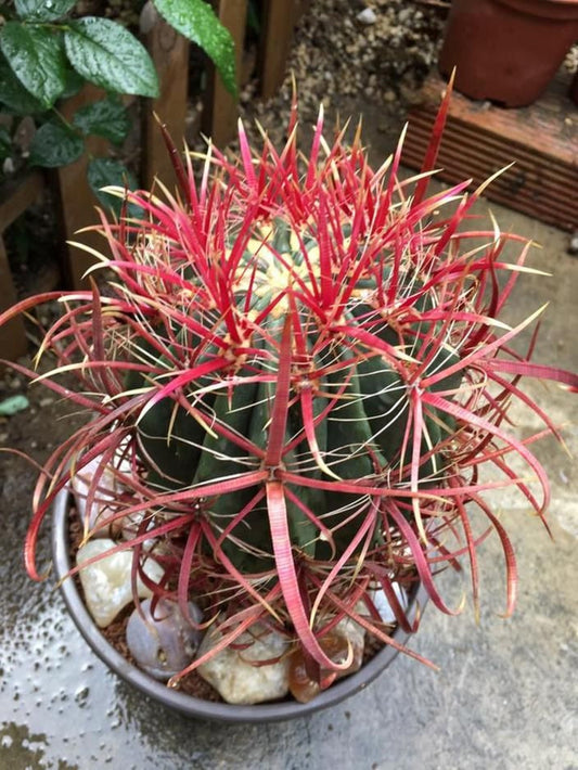 Ferocactus Gracilis * Fire Barrel Cactus * Incríveis Espinhos Vermelhos * 10 Sementes Raras *