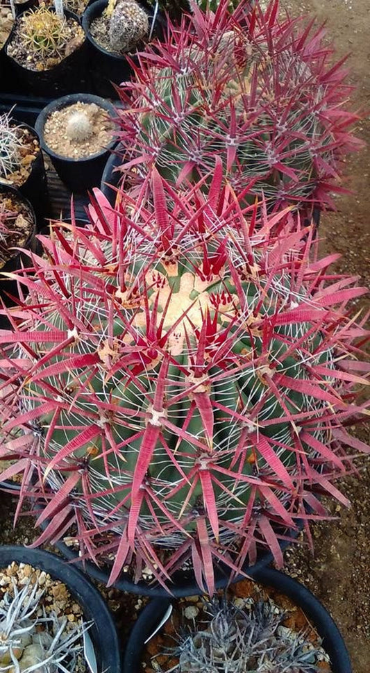 Ferocactus Gracilis * Fire Barrel Cactus * Incredibili spine rosse * 10 semi rari *