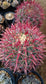Ferocactus Gracilis * Fire Barrel Cactus * Amazing Red Spines * 10 Rare Seeds *
