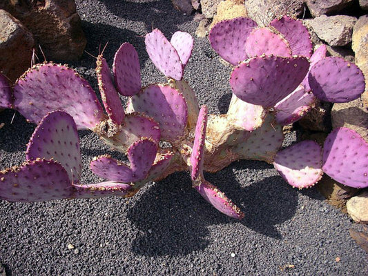 Opuntia Macrocentra * Mini Cacto de Pera Espinhosa Roxo * 5 Sementes Raras *