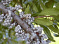 Myrica Cerifera * Southern Bayberry * Wax Myrtle * Rare * 10 Seeds *