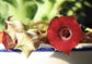 Huernia Macrocarpa * Splendida Succulenta Rossa * Molto Rara * 3 Semi *