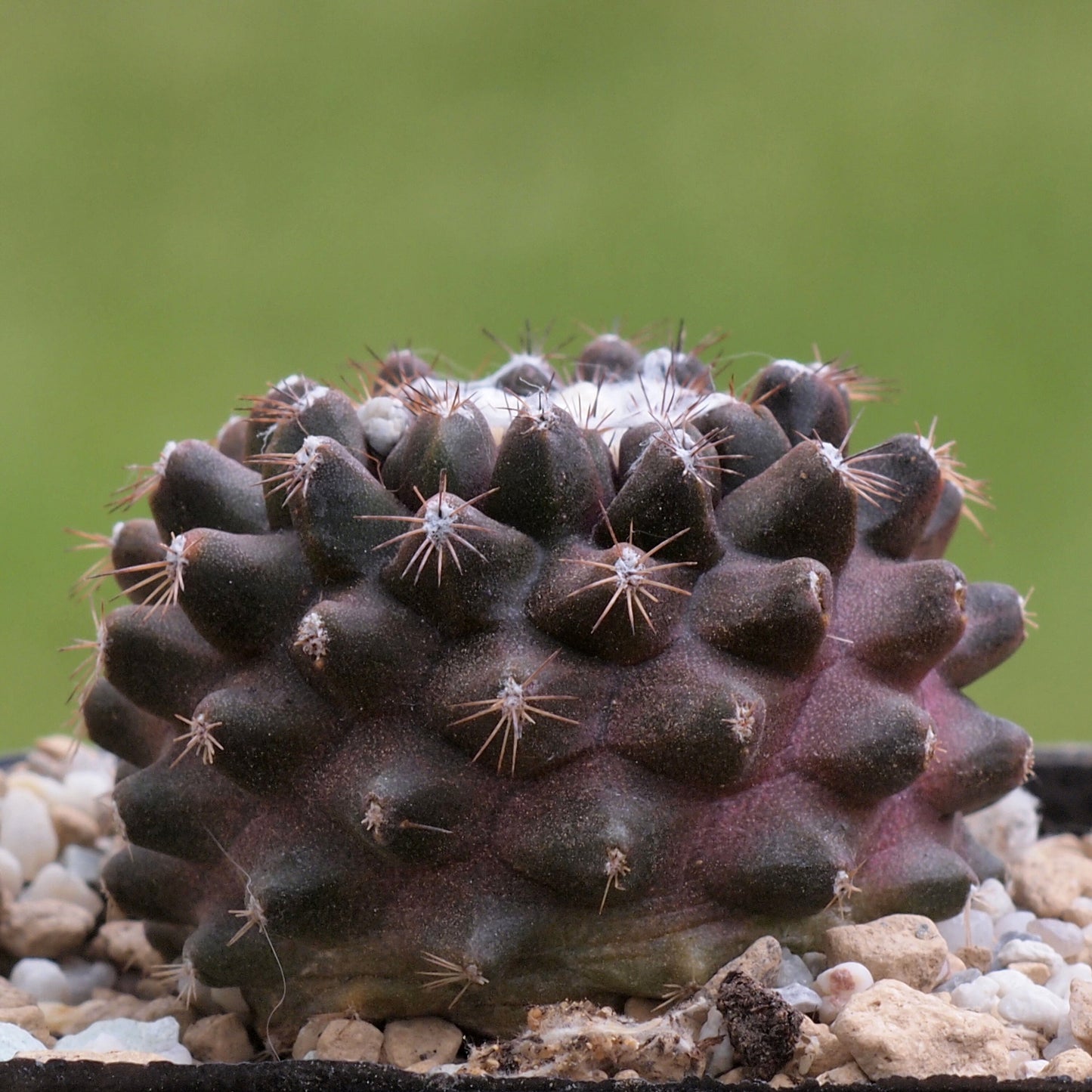 Copiapoa Tenuissima *  Copiapoa Humilis * Rare Cactus * 5 Seeds *