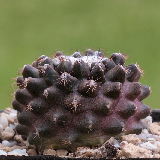 Copiapoa Tenuissima * Copiapoa Humilis * Cactus raro * 5 semi *