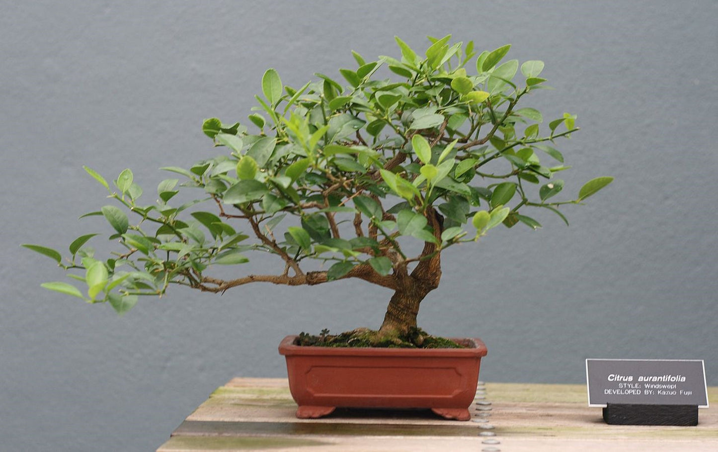 Citrus Aurantifolia * Key Lime * Tropical Bonsai Plant * 5 Fresh Seeds *