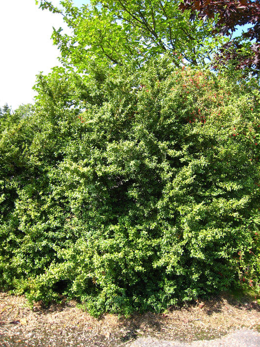 Buxus Sempervirens * Buxo Comum * Bonsai Árvore * Decoração do Jardim * 20 Sementes *