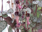 Ceropegia Woodii * String of Hearts * Flowering Plant * Very Rare * 3 Seeds *