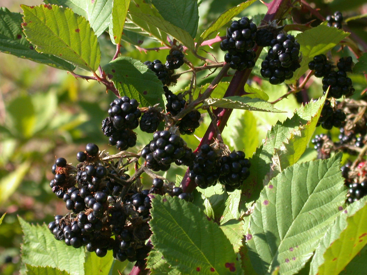 European Blackberry Seeds * Rubus Fruticosus * Tasty Edible Fruit * 10 Seeds *