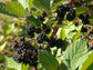 European Blackberry Seeds * Rubus Fruticosus * Tasty Edible Fruit * 10 Seeds *