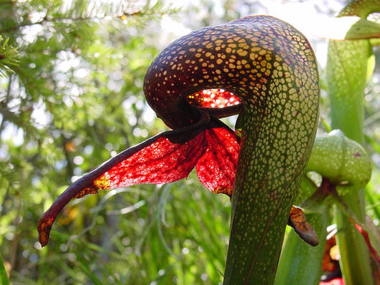 Darlingtonia Californica * Cobra Lily * Carnivorous California Pitcher Plant * Rare * 5 Seeds *
