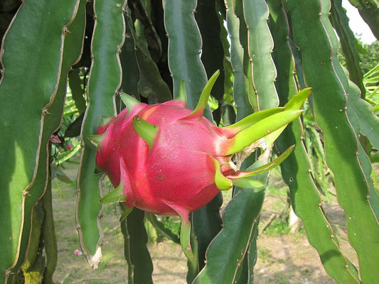 Hylocereus Undatus * Dragon Fruit * Pitaya * Facile da coltivare * 10 semi *