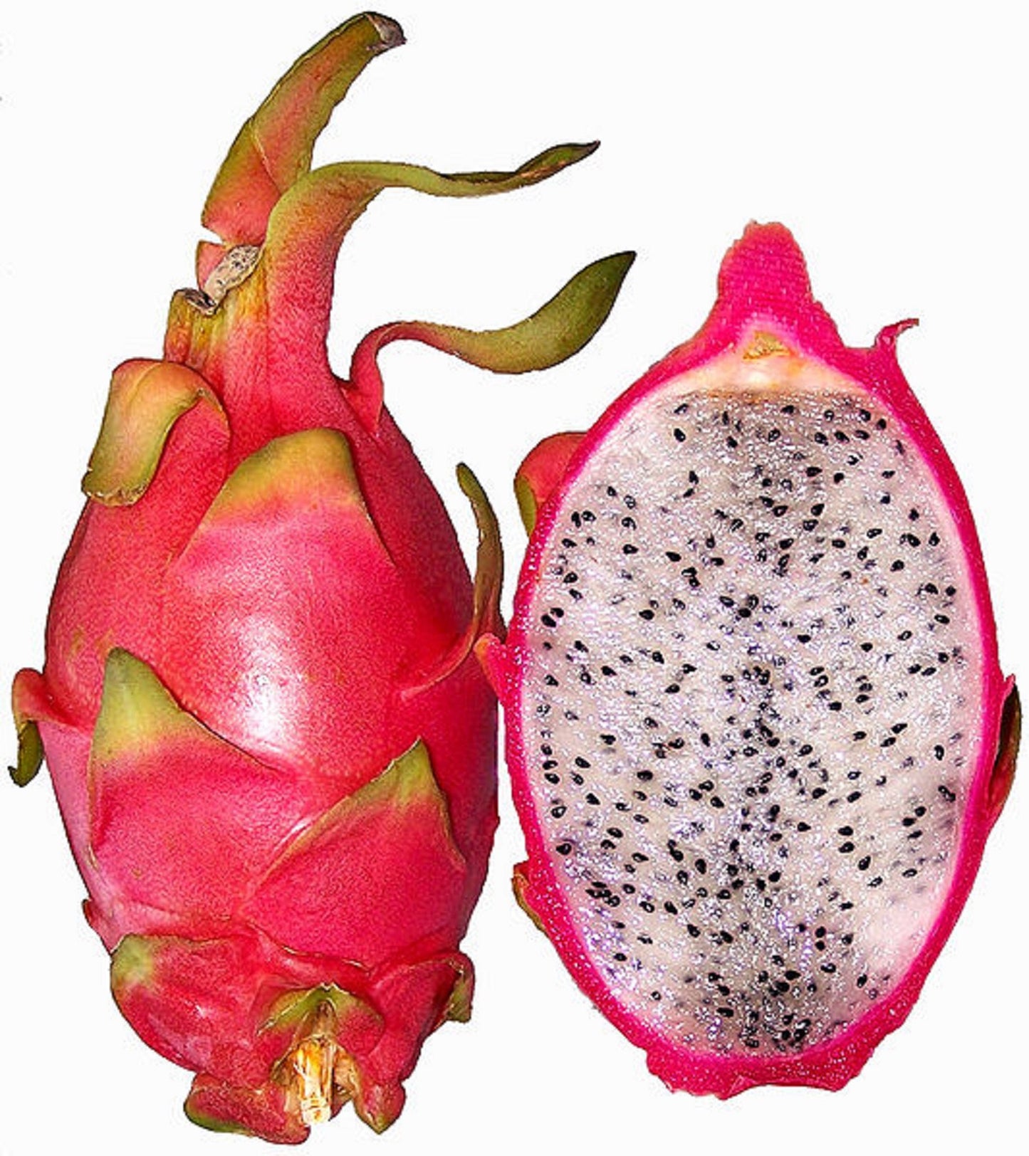 Hylocereus Undatus * Dragon Fruit * Pitaya * Easy Growing * 10 Seeds *