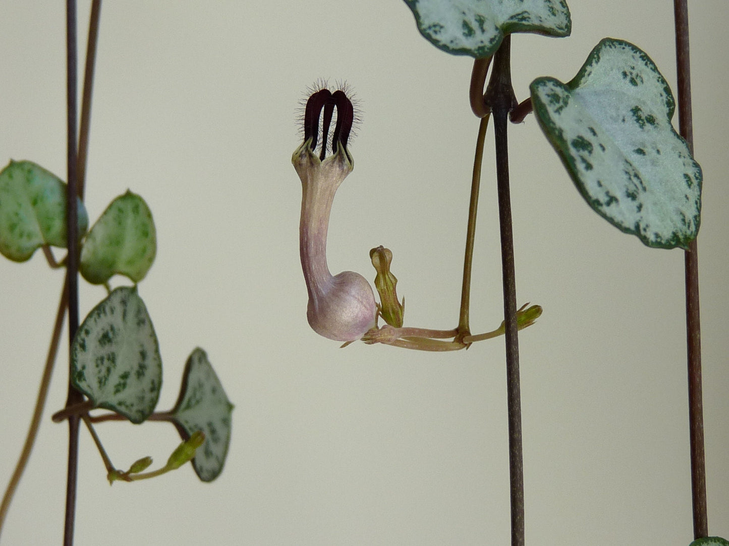 Ceropegia Woodii * String of Hearts * Flowering Plant * Very Rare * 3 Seeds *