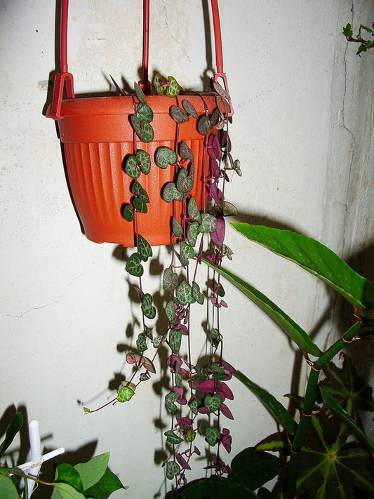 Ceropegia Woodii *ハートのストリング*顕花植物*非常にまれな* 3つの種子*