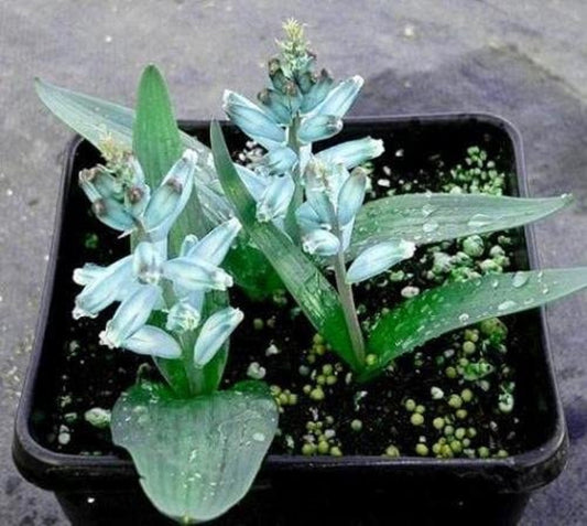 Lachenalia Viridiflora * Stupendo Giacinto Turchese * Molto Raro * 5 Semi *