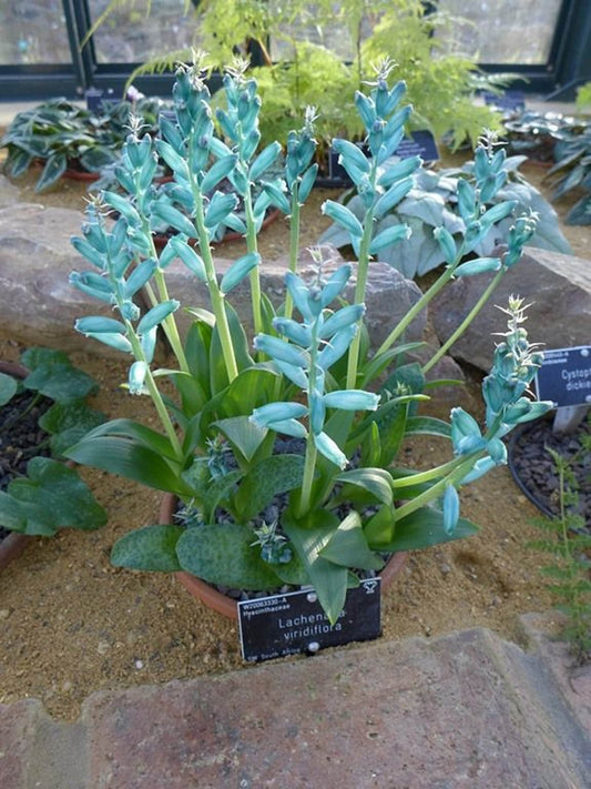 Lachenalia Viridiflora * Stupendo Giacinto Turchese * Molto Raro * 5 Semi *