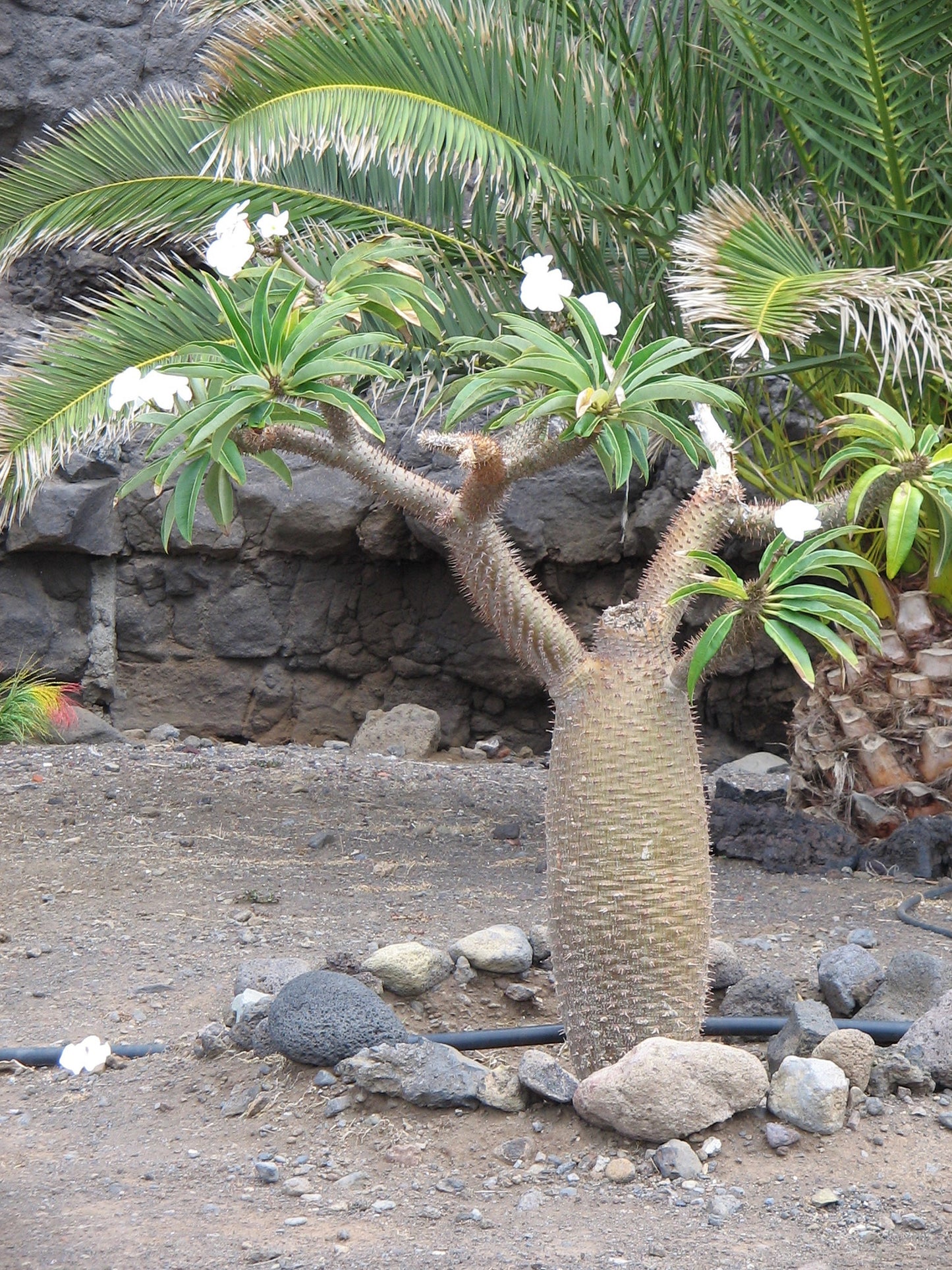 Pachypodium Lamerei * Madagascar Palm * Stunning Succulent * Rare * 5 Seeds *