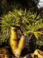 Pachypodium Lamerei * Madagascar Palm * Stunning Succulent * Rare * 5 Seeds *
