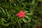 Telopea Truncata * Tasmanian Waratah * Very Rare * Limited * 3 Seeds *