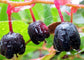 Gaultheria Shallon * Salal Berry * Edible * Ornamental * Rare * 10 Seeds *