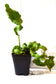 Epiphyllum Guatemalense Monstrose * Curly Sue Locks * Orchid Cactus * Rare * 5 Seeds *