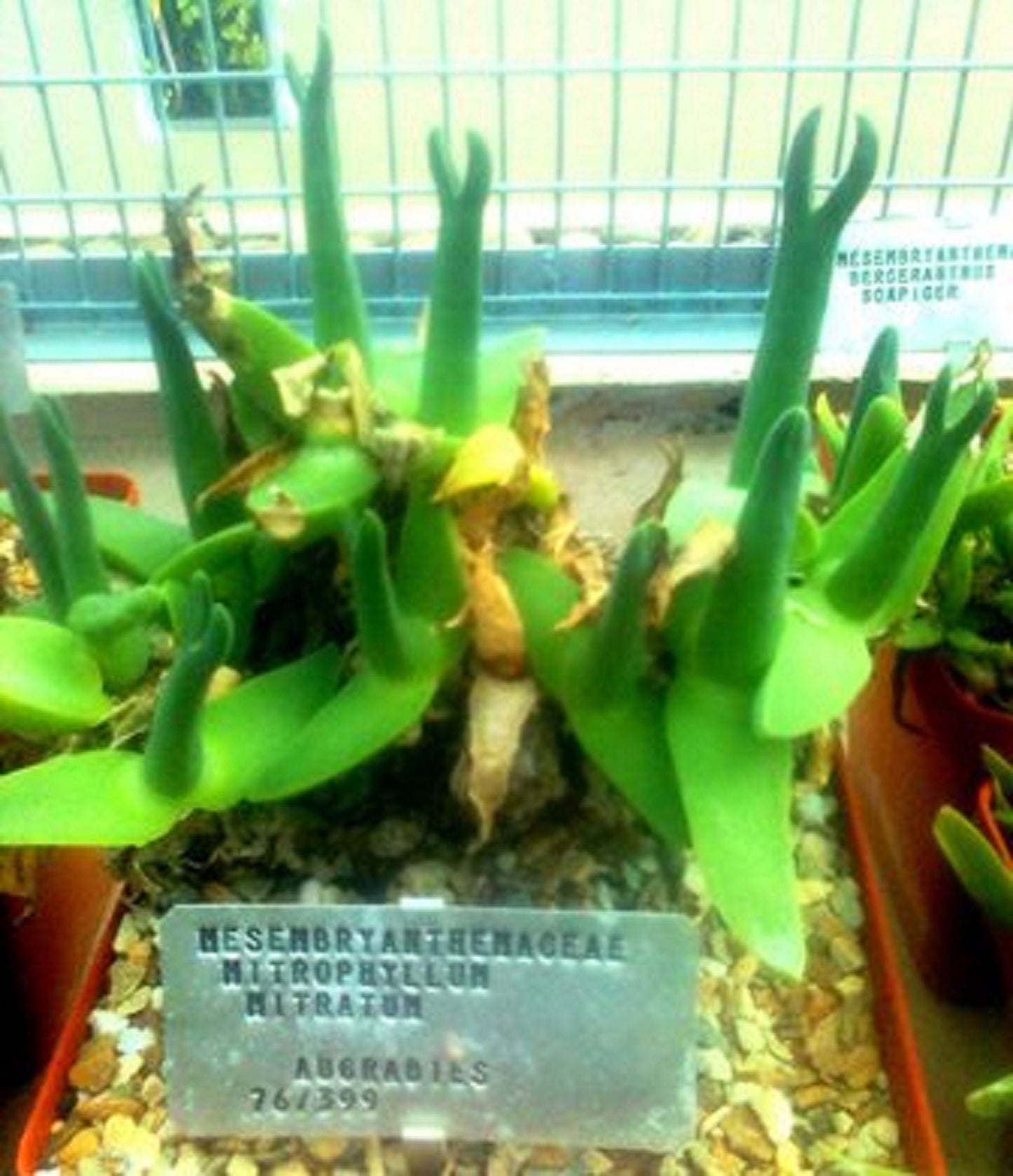 Mitrophyllum Mitratum * Stunning Caudiciform * Snail Succulent * Rare * 10 Seeds *