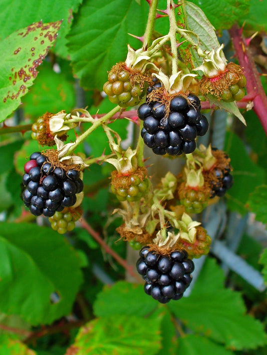 Sementes de Amora Europeia * Rubus Fruticosus * Saboroso Fruto Comestível * 10 Sementes *