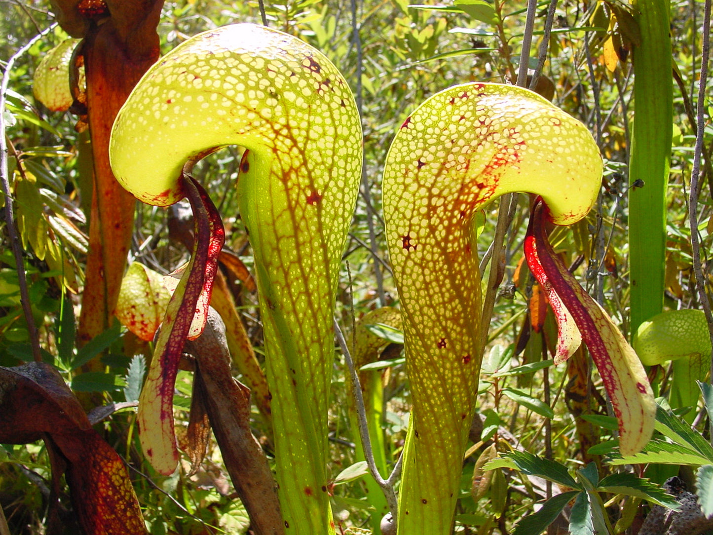 Darlingtonia Californica * Cobra Lily * Carnivorous California Pitcher Plant * Rare * 5 Seeds *
