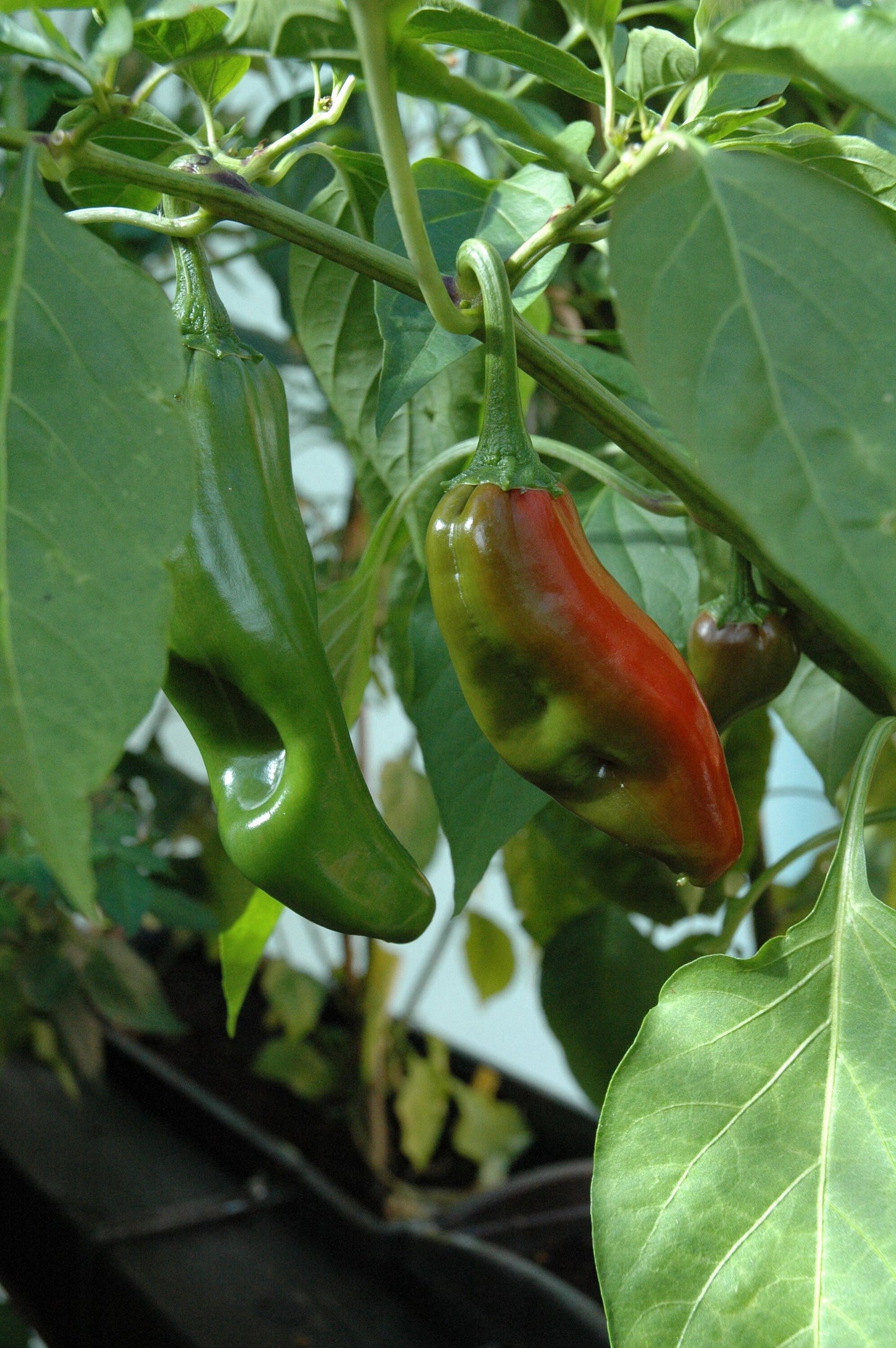 Numex Big Jim Pepper * Largest Chile Pepper * Hot * 12 Inches * 10 Seeds *