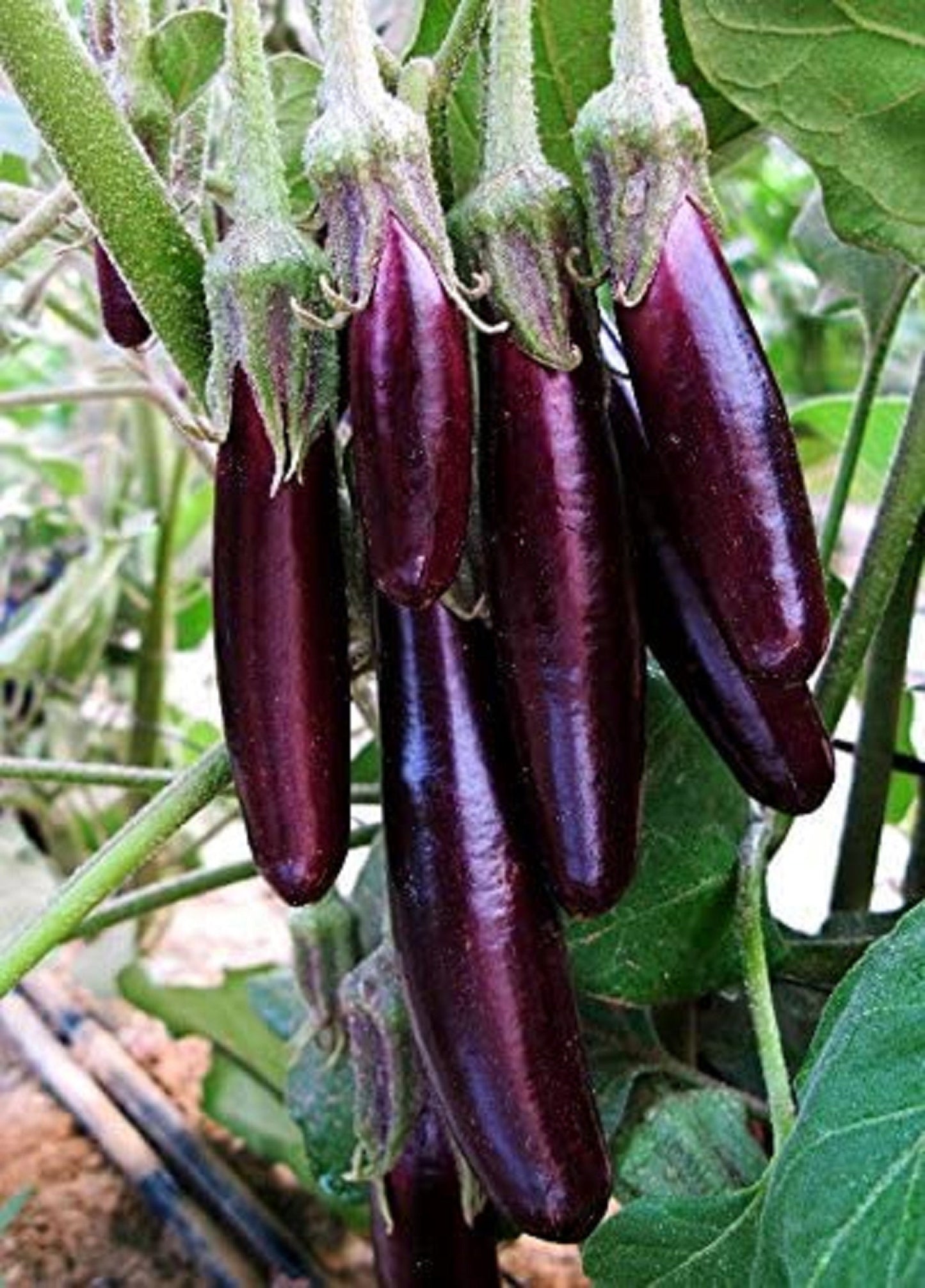 Little Fingers Eggplant * Mini Eggplant * Sweet Tender * High Yielding * 5 Seeds *