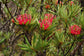Telopea Truncata * Tasmanian Waratah * Very Rare * Limited * 3 Seeds *