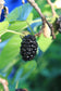 Morus Nigra * Black Mulberry * Sweet * Juicy Fruit * Rare * 10 Seeds *