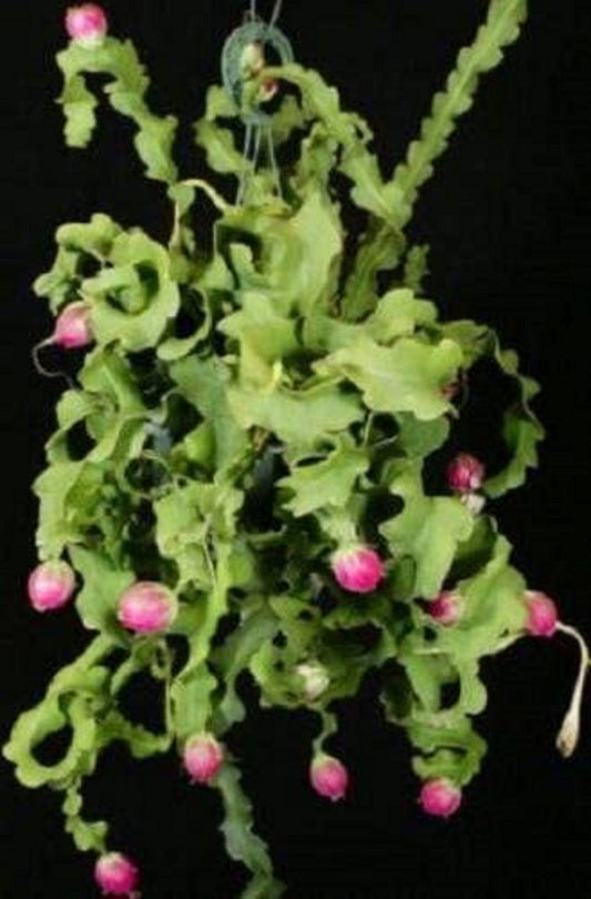 Epiphyllum Guatemalense Monstrose * Mechas Curly Sue * Cacto Orquídea * Raro * 5 Sementes *