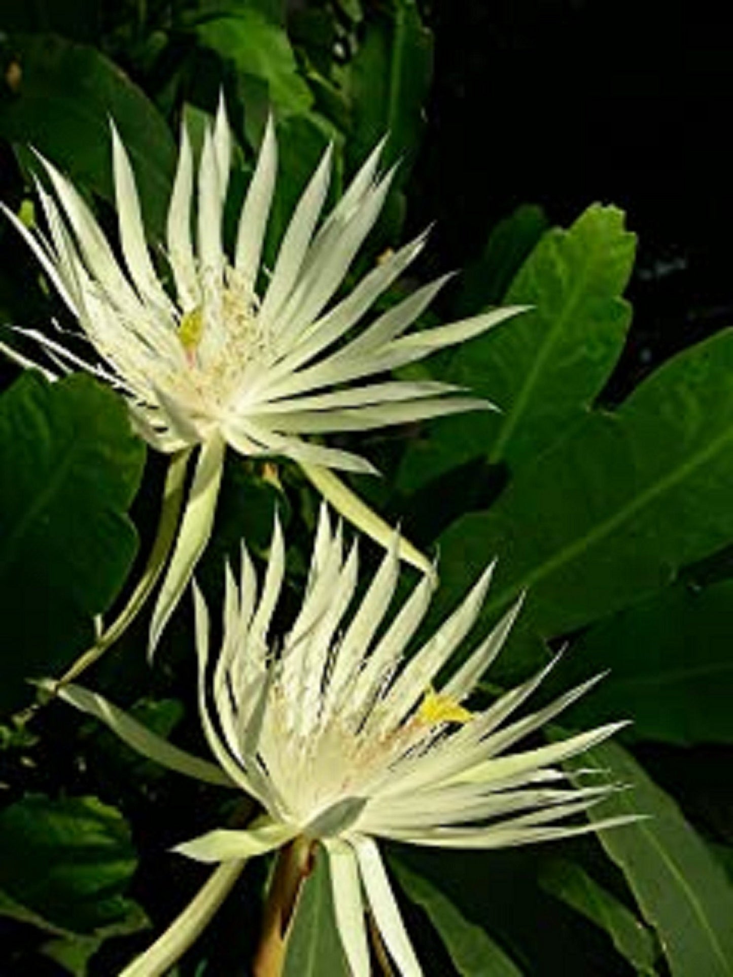Epiphyllum Guatemalense Monstrose * Ricci Sue Locks * Orchid Cactus * Raro * 5 semi *