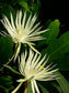 Epiphyllum Guatemalense Monstrose * Ricci Sue Locks * Orchid Cactus * Raro * 5 semi *