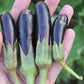 Little Fingers Eggplant * Mini Eggplant * Sweet Tender * High Yielding * 5 Seeds *