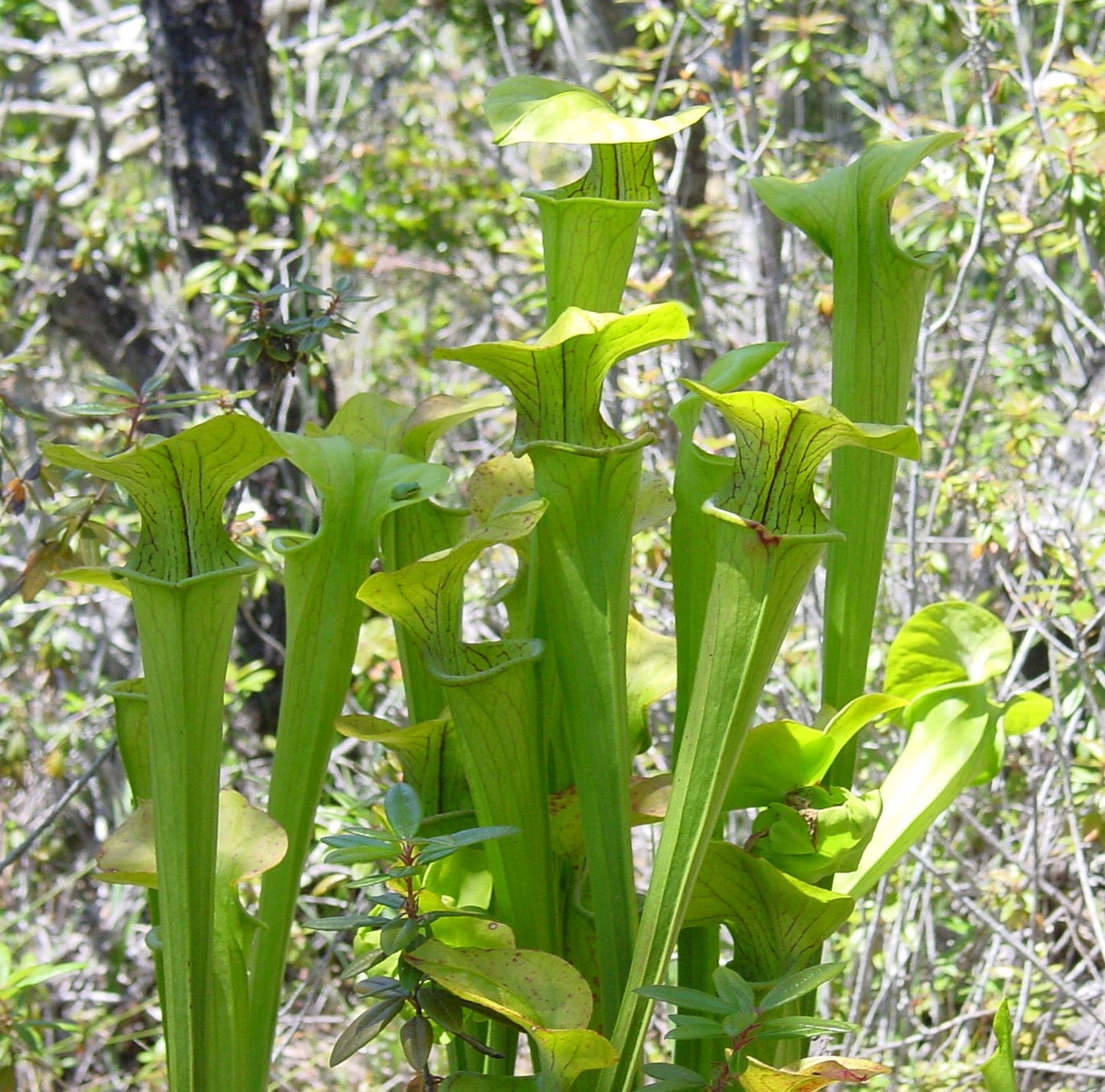Sarracenia Oreophila * Green Pitcher Plant * Carnivorous Plant * 10 Seeds *