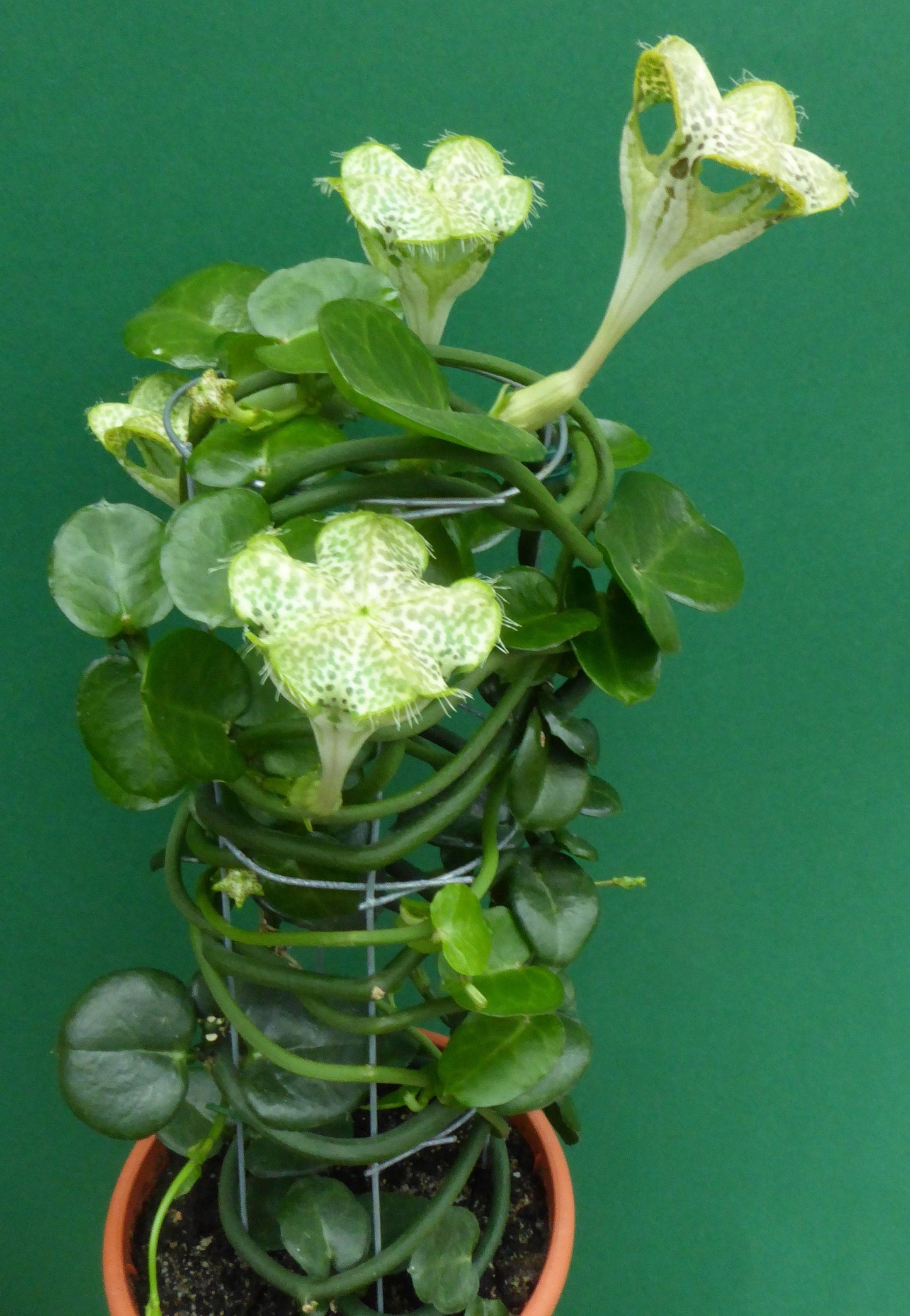 Ceropegia Sandersonii * Parachute Plant * Very Rare Succulent * 3 Seeds * Limited *