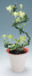 Ceropegia Sandersonii * Parachute Plant * Very Rare Succulent * 3 Seeds * Limited *