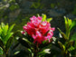 Rhododendron Ferrugineum * Alpenrose * Impressionante Rose Azalea Bush * 50 Sementes *
