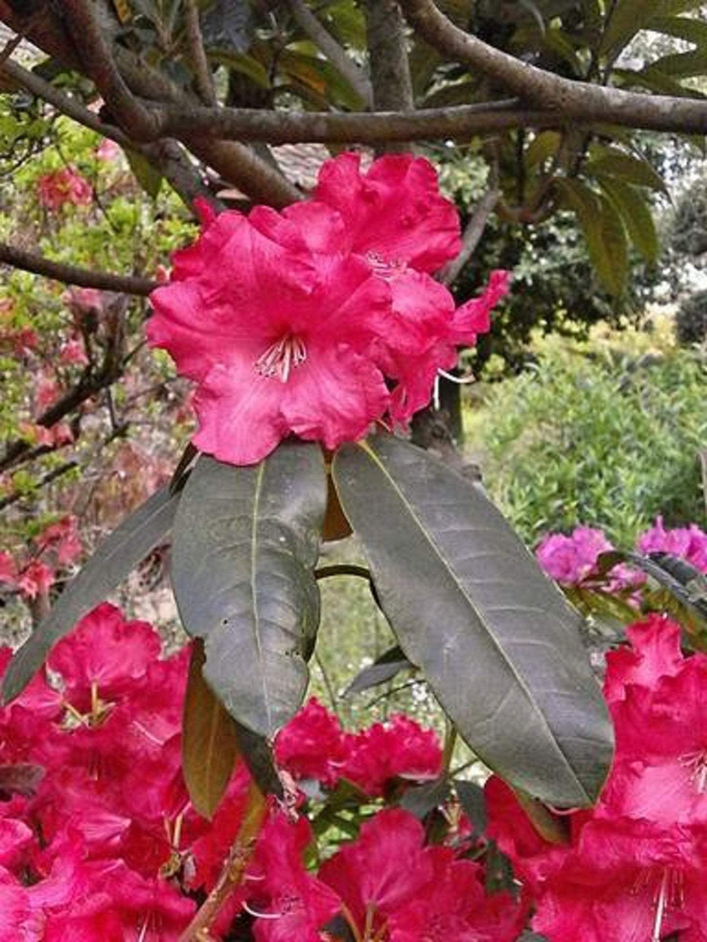 Rhododendron Ferrugineum * Alpenrose * Stunning Rose Azalea Bush * 50 semi *