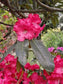 Rhododendron Ferrugineum * Alpenrose * Stunning Rose Azalea Bush * 50 Seeds *