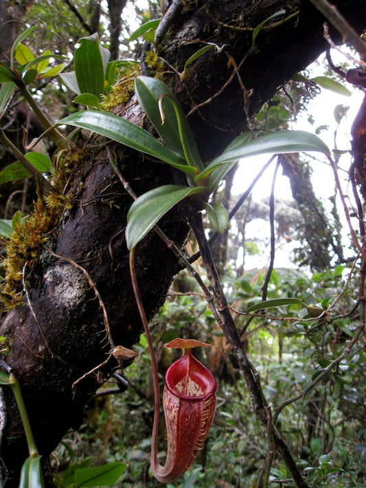 Nepenthes Talangensis x Spathulata * Planta de Jarro Tropical das Terras Altas * Raro * 5 Sementes *