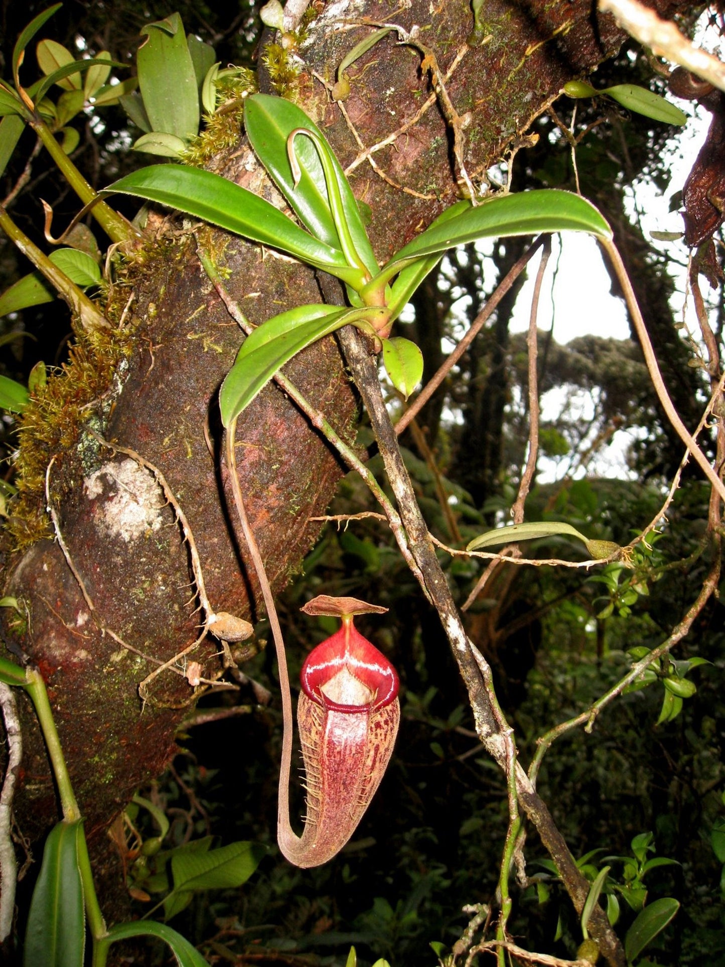 Nepenthes Talangensis x Spathulata * Highland Tropical Pitcher Plant * Rare * 5 Seeds *